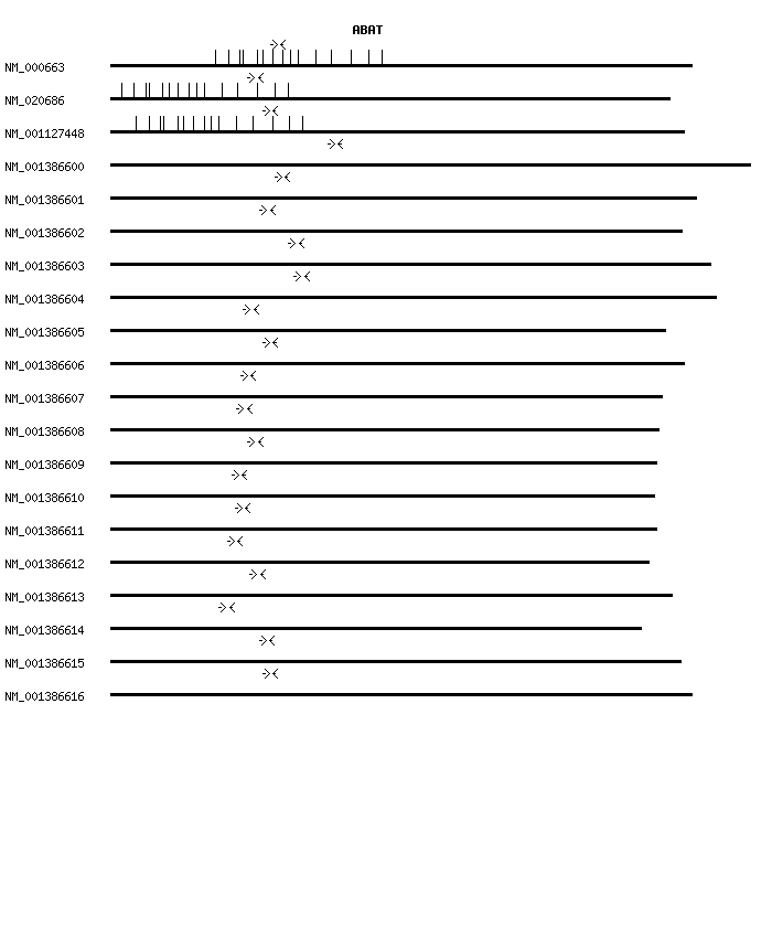 Human ABAT qPCR primer set (NM_000663)