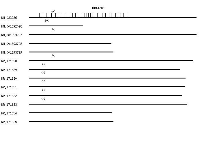 Human ABCC12 qPCR primer set (NM_033226)