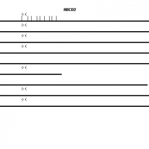 Human ABCD2 qPCR primer set (NM_005164)