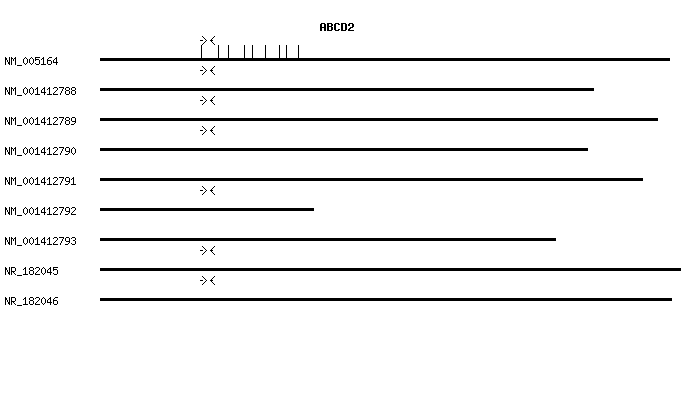 Human ABCD2 qPCR primer set (NM_005164)