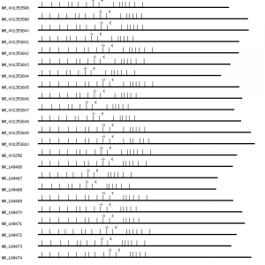 Human ABCD4 qPCR primer set (NM_005050)