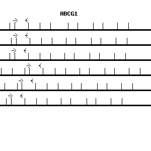 Human ABCG1 qPCR primer set (NM_004915)