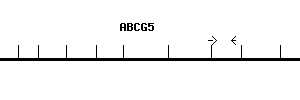 Human ABCG5 qPCR primer set (NM_022436)