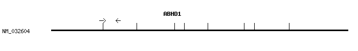 Human ABHD1 qPCR primer set (NM_032604)