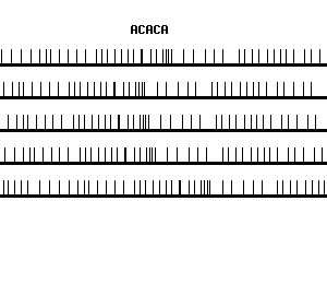 Human ACACA qPCR primer set (NM_198834)