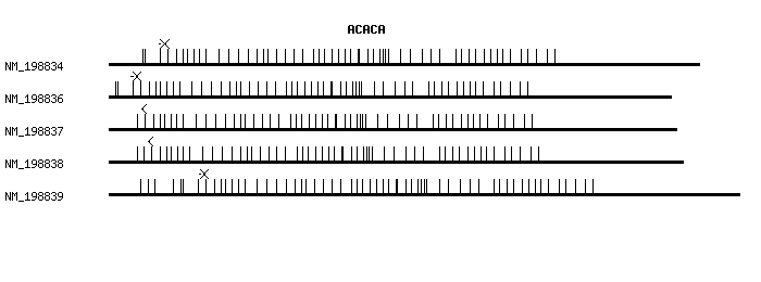 Human ACACA qPCR primer set (NM_198834)