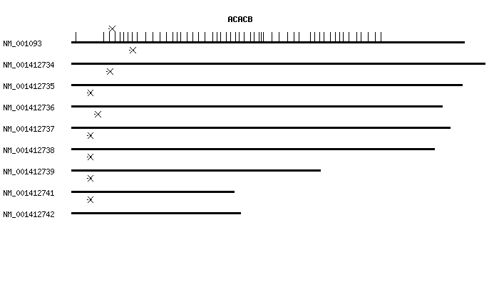 Human ACACB qPCR primer set (NM_001093)