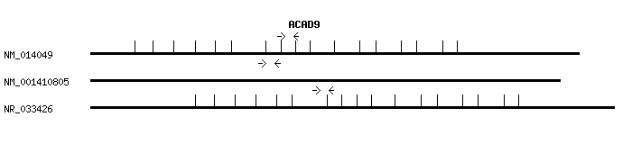 Human ACAD9 qPCR primer set (NM_014049)