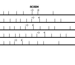 Human ACADM qPCR primer set (NM_000016)