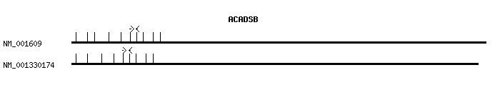 Human ACADSB qPCR primer set (NM_001609)