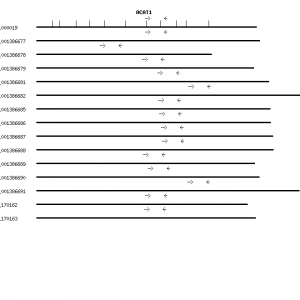 Human ACAT1 qPCR primer set (NM_000019)
