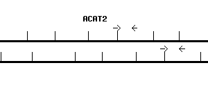 Human ACAT2 qPCR primer set (NM_005891)