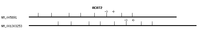 Human ACAT2 qPCR primer set (NM_005891)