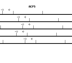 Human ACP5 qPCR primer set (NM_001611)