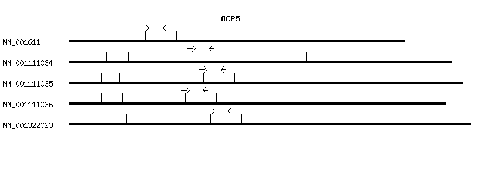 Human ACP5 qPCR primer set (NM_001611)