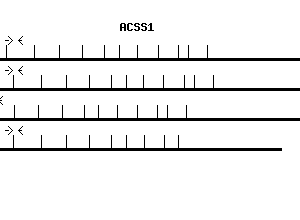 Human ACSS1 qPCR primer set (NM_032501)