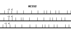 Human ACSS2 qPCR primer set (NM_018677)