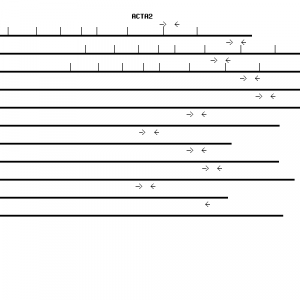 Human ACTA2 qPCR primer set (NM_001613)