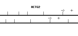 Human ACTG2 qPCR primer set (NM_001615)
