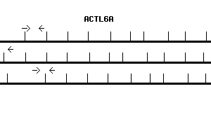 Human ACTL6A qPCR primer set (NM_004301)
