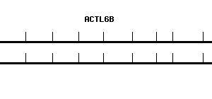 Human ACTL6B qPCR primer set (NM_016188)