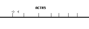 Human ACTR5 qPCR primer set (NM_024855)