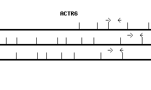 Human ACTR6 qPCR primer set (NM_022496)