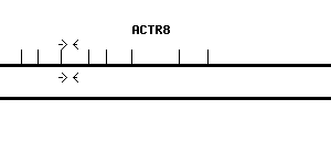 Human ACTR8 qPCR primer set (NM_022899)