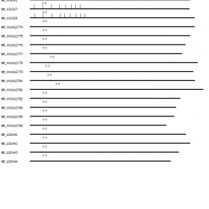 Human ACVR1B qPCR primer set (NM_004302)