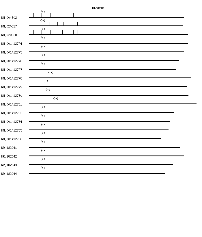 Human ACVR1B qPCR primer set (NM_004302)