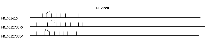 Human ACVR2A qPCR primer set (NM_001616)