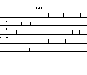 Human ACY1 qPCR primer set (NM_000666)
