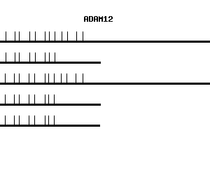 Human ADAM12 qPCR primer set (NM_003474)