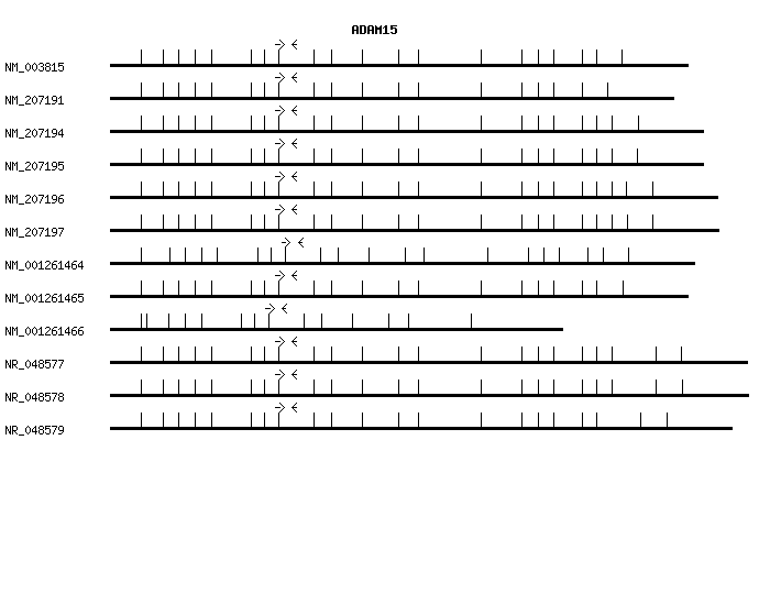 Human ADAM15 qPCR primer set (NM_003815)