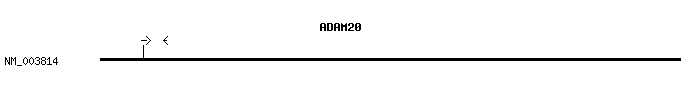 Human ADAM20 qPCR primer set (NM_003814)