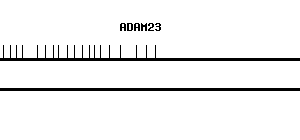Human ADAM23 qPCR primer set (NM_003812)