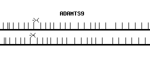 Human ADAMTS9 qPCR primer set (NM_182920)