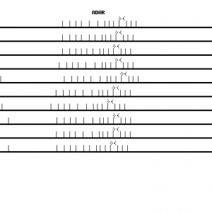 Human ADAR qPCR primer set (NM_001111)
