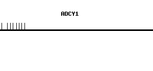 Human ADCY1 qPCR primer set (NM_021116)
