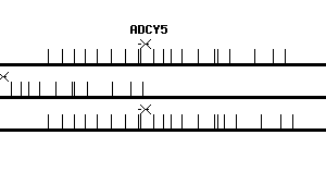 Human ADCY5 qPCR primer set (NM_183357)