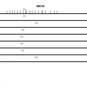 Human ADCY6 qPCR primer set (NM_015270)