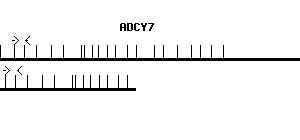 Human ADCY7 qPCR primer set (NM_001114)