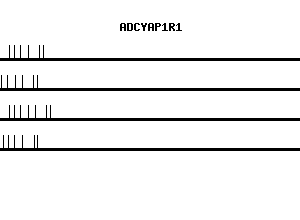 Human ADCYAP1R1 qPCR primer set (NM_001118)