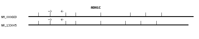 Human ADH1C qPCR primer set (NM_000669)