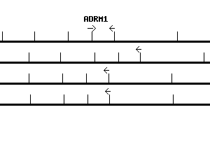 Human ADRM1 qPCR primer set (NM_007002)