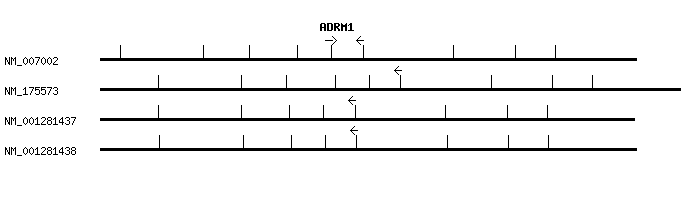 Human ADRM1 qPCR primer set (NM_007002)
