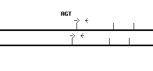 Human AGT qPCR primer set (NM_001382817)