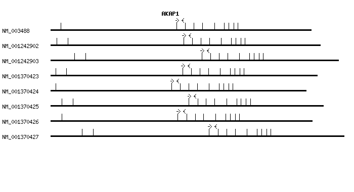 Human AKAP1 qPCR primer set (NM_003488)