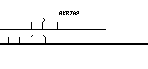 Human AKR7A2 qPCR primer set (NM_003689)