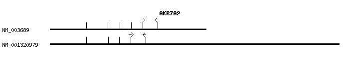 Human AKR7A2 qPCR primer set (NM_003689)